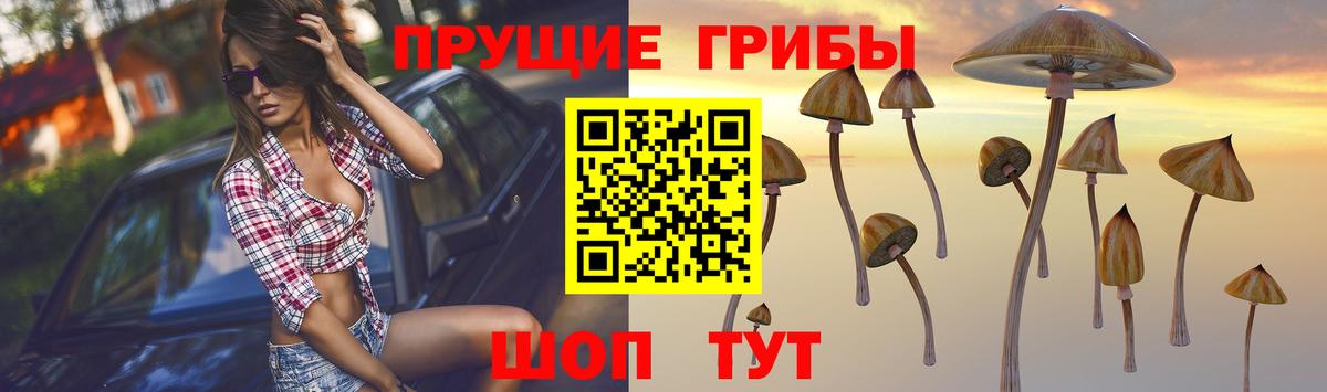 Псилоцибиновые грибы прущие грибы  Усть-Илимск  Псилоцибиновые грибы Cubensis 